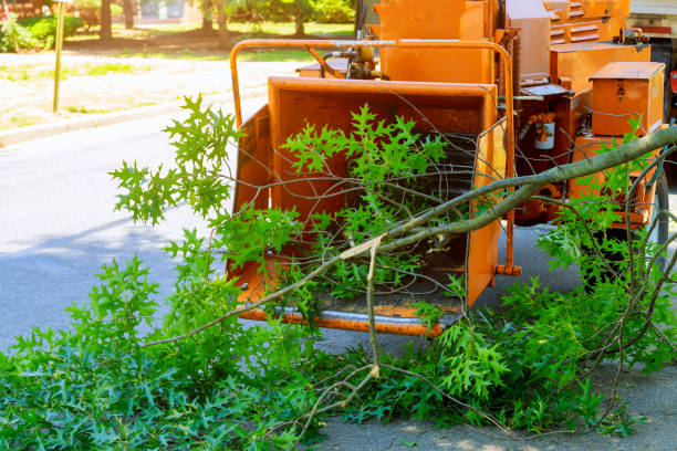 Airport, CA Tree Care Services Company