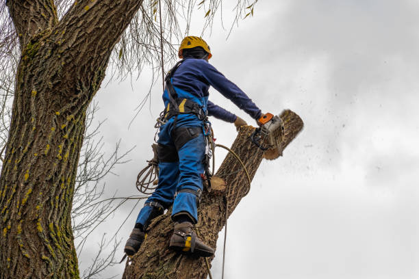 Best Tree Risk Assessment  in Airport, CA