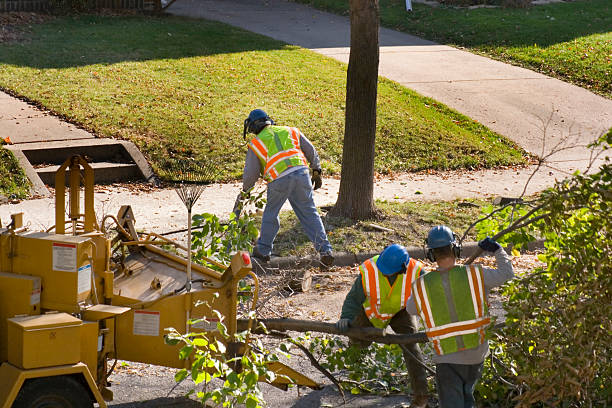 Lawn Renovation and Restoration in Airport, CA