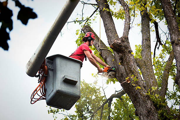 How Our Tree Care Process Works  in  Airport, CA